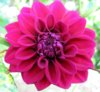 dahlia-flower-cerise.jpg