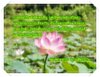 beautiful-pink-lotus-dsc00522-wp.jpg