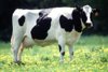 pic_cow_holstein_friesian.jpg