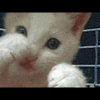 3583-65.gif