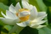 White_Lotus_05.JPG