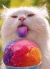 slurpee-tongue-cat.jpg