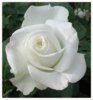 white rose.jpg