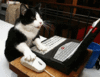 Cat Laptop.gif