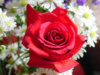 rose00033.jpg