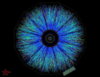 Quantum field-1.jpg