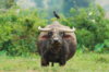 buffalo0.jpg