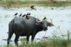 buffalo1.jpg