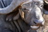 buffalo3.jpg