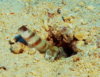 goby3.jpg