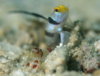 goby5.jpg