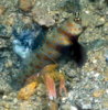 Goby4.jpg