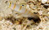 goby6.jpg