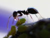 ant4.jpg