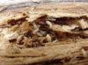 Termite2.jpg