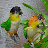 birds_icons_03.gif