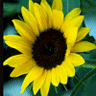 flower_icons_01.gif