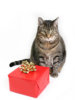 catgift.jpg