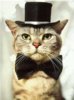 Cat-with-hat.jpg