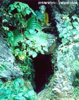 ThamluangMaesuay_Cave.jpg