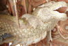 G2562858-12.jpg