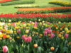 22-04-08 Tulips in Grand-Bigard 040.jpg