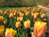 22-04-08 Tulips in Grand-Bigard 146.jpg