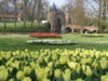 22-04-08 Tulips in Grand-Bigard 196.jpg