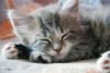 sleeping_kitten-2.jpg