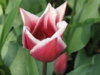 22-04-08 Tulips in Grand-Bigard 184.jpg