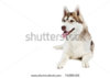 stock-photo-one-adorable-siberian-husky-dog-with-tongue-isolated-on-white-74209459 (1).jpg