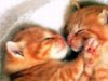 kittens-orange-large.jpg