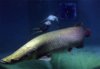 arapaima-diver-ga.jpg