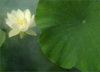 lotus-flower-IMGP6812-700.jpg