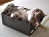 แมวในกล่อง.jpg