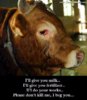 pity cow.jpg