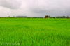 paddy_field_03.jpg