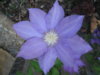 clematis.jpg