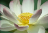 Lotus.jpg