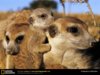 meerkats 1.jpg