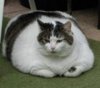 แมวอ้วน.jpg