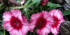 Dianthus-chinensis.jpg