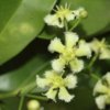 Euonymus_cochinchinensis-300x300.jpg