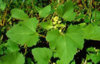 Xanthium strumarium สมุนไพรไทย.jpg