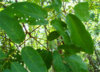 Terminalia triptera Stapf-กรายป่า.jpg