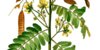 Cassia-timoriensis.jpg