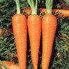 Carrot.jpg