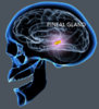 pineal_gland1.jpg