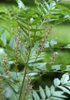 licorice-plant.jpg