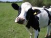 cow[1].jpg